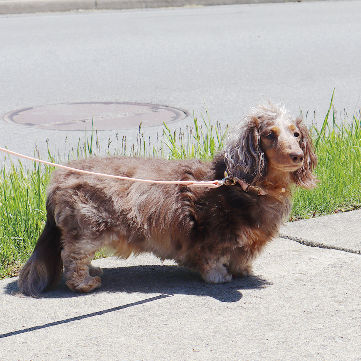 Waterproof Dog Leash | Pink