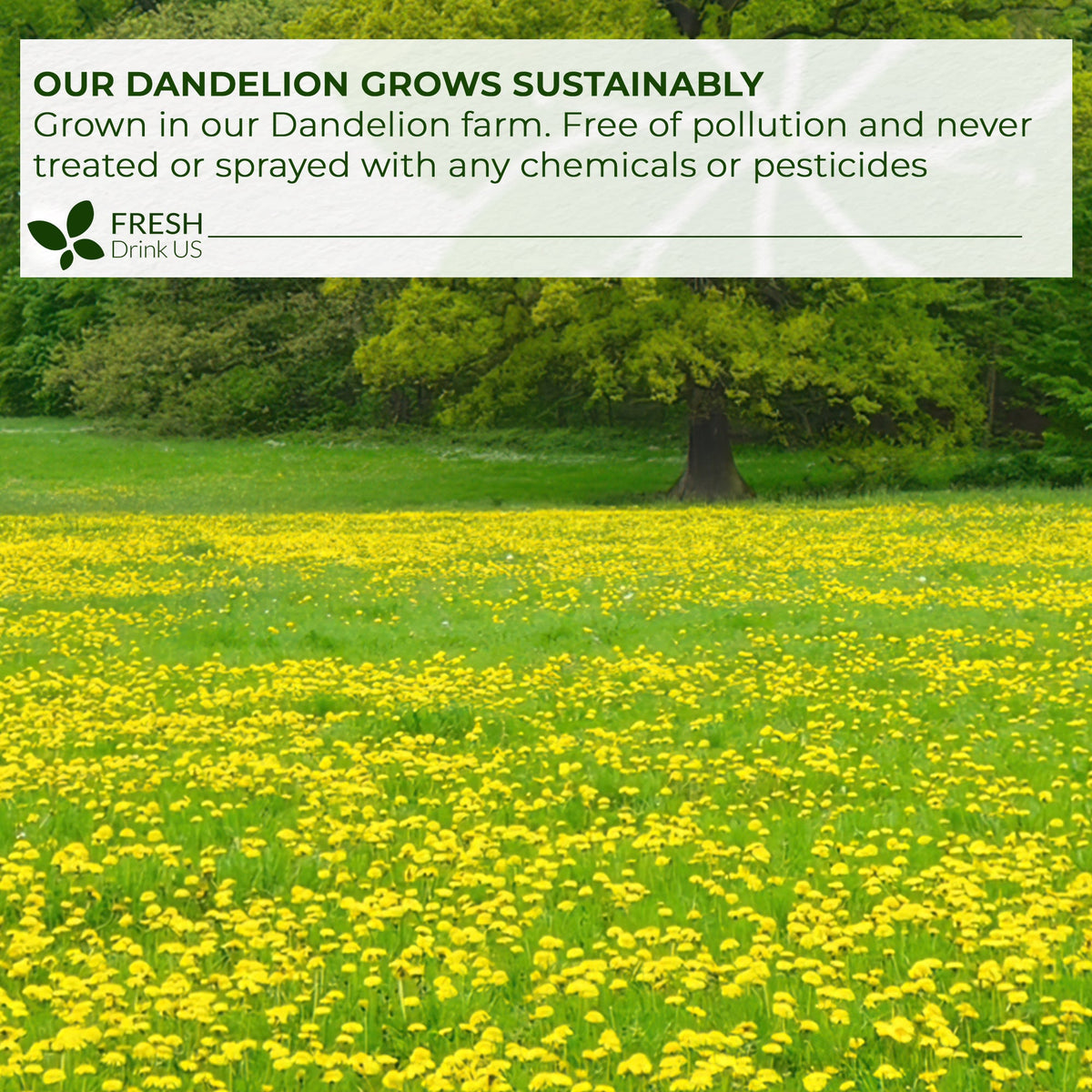 Dandelion Root Tea Bags