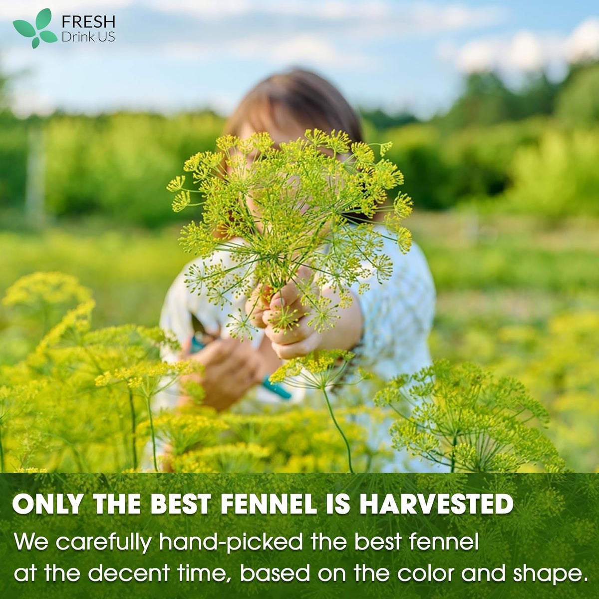 Premium Fennel Tea Bags