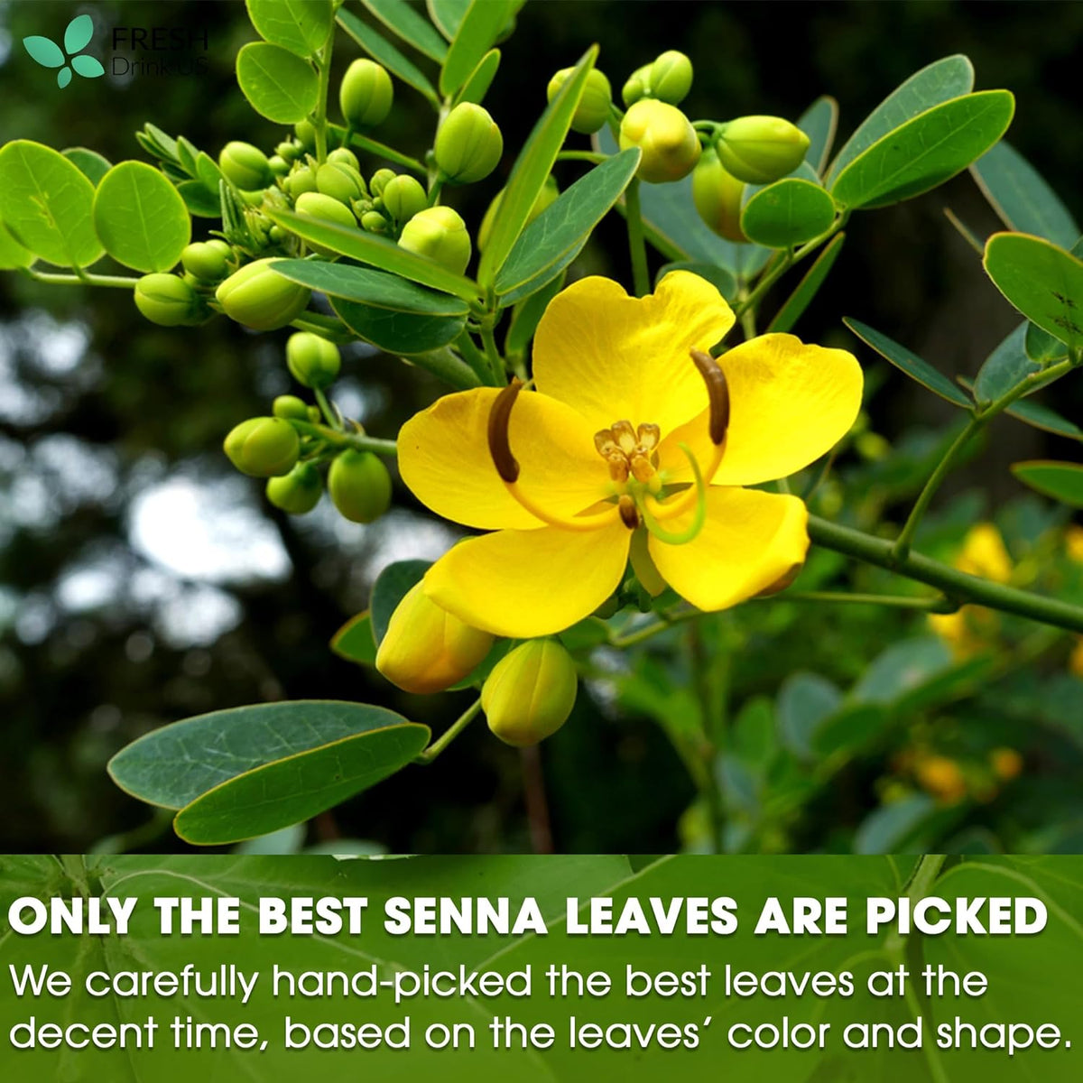 Premium Senna Leaf Tea Bags, 100% Natural & Pure from Senna Leaves. Loose Leaf Senna Herbal Tea, Made with Natural Material Tea Bags, Senna Leaf Tea. No Sugar, No Caffeine, No Gluten, Vegan.
