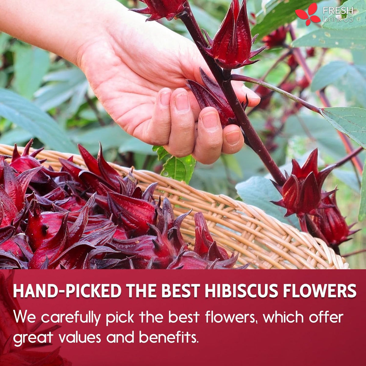 Hibiscus Dried Flowers Tea Bags