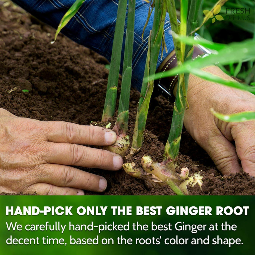 Premium Ginger Tea Bags, 100% Natural & Pure from Ginger Roots, Ginger Tea, Ginger Herbal Tea. Ginger Tea. No Sugar, No Caffeine, No Gluten, Vegan.