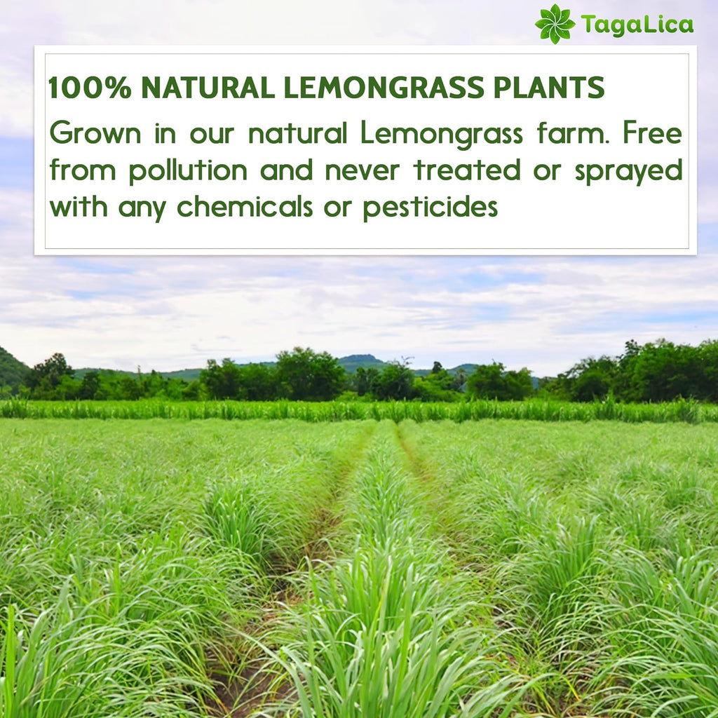 Lemongrass Tea Bags