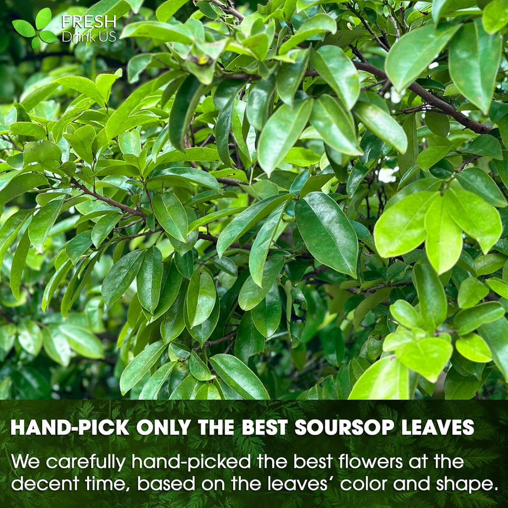 Premium Soursop Leaves Tea Bags
