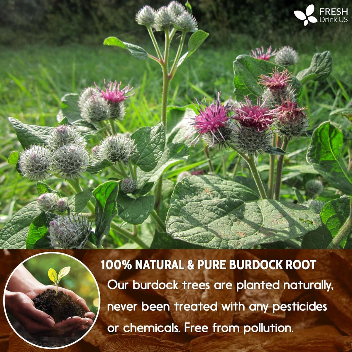 Burdock Root Tea Bags, 100% Natural & Pure from Burdock Root. Burdock Root Herbal Tea. Burdock Root Tea. No Sugar, No Caffeine, No Gluten, Vegan.
