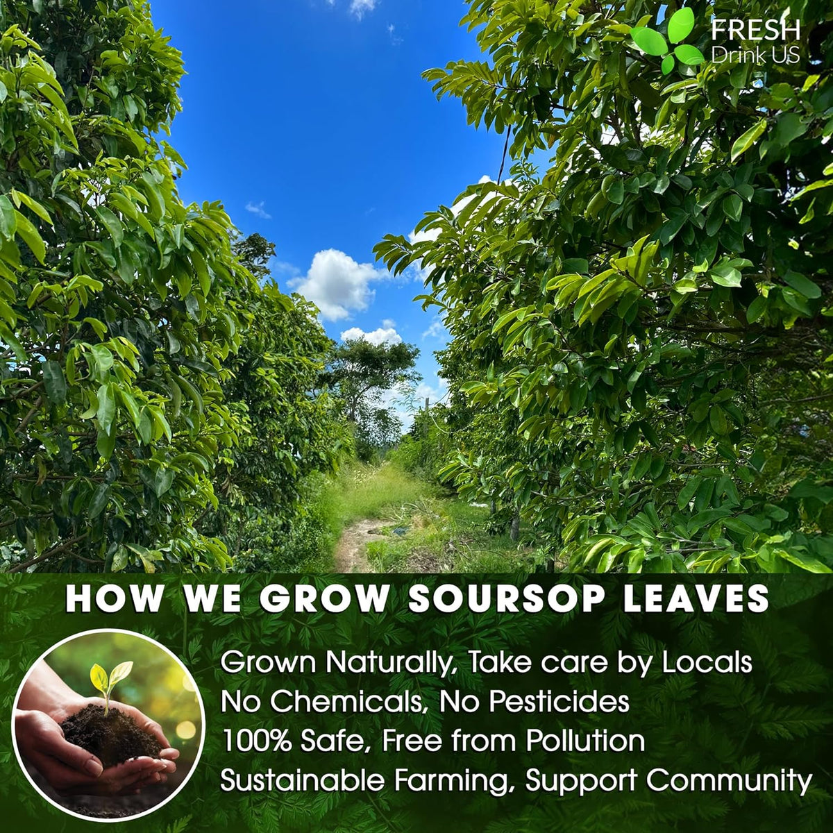 Premium Soursop Leaves Tea Bags
