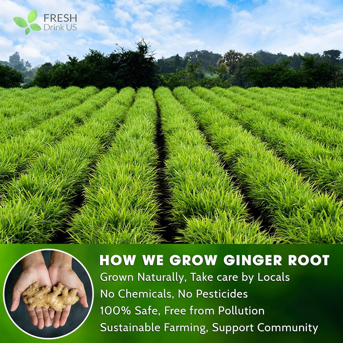 Premium Ginger Tea Bags, 100% Natural & Pure from Ginger Roots, Ginger Tea, Ginger Herbal Tea. Ginger Tea. No Sugar, No Caffeine, No Gluten, Vegan.