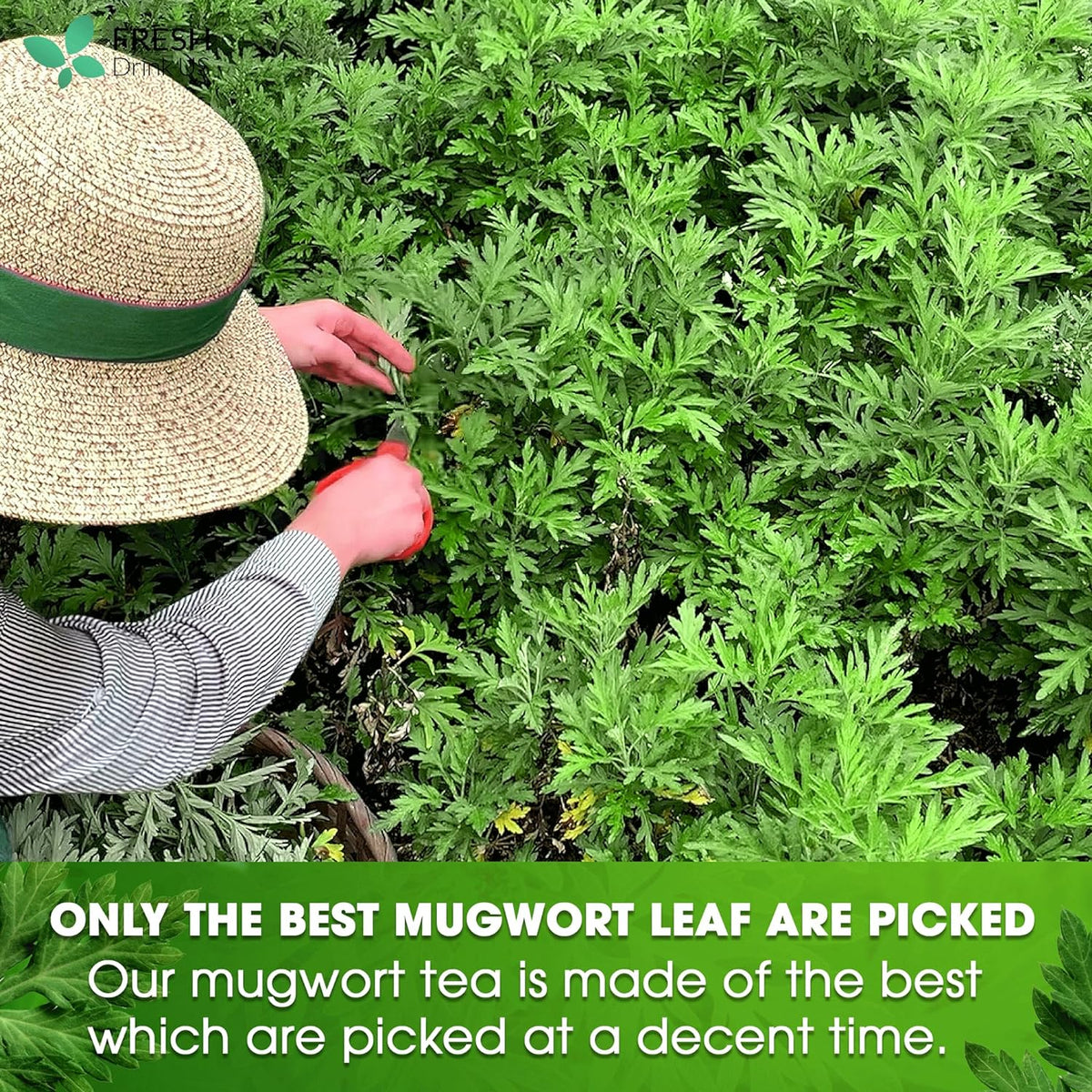 Mugwort Leaf Tea Bags, 100% Natural and Pure Mugwort Leaves, Loose Leaf Mugwort Herbal Tea, Mugwort Leaf Tea, No Sugar, No Caffeine, No Gluten, Vegan.
