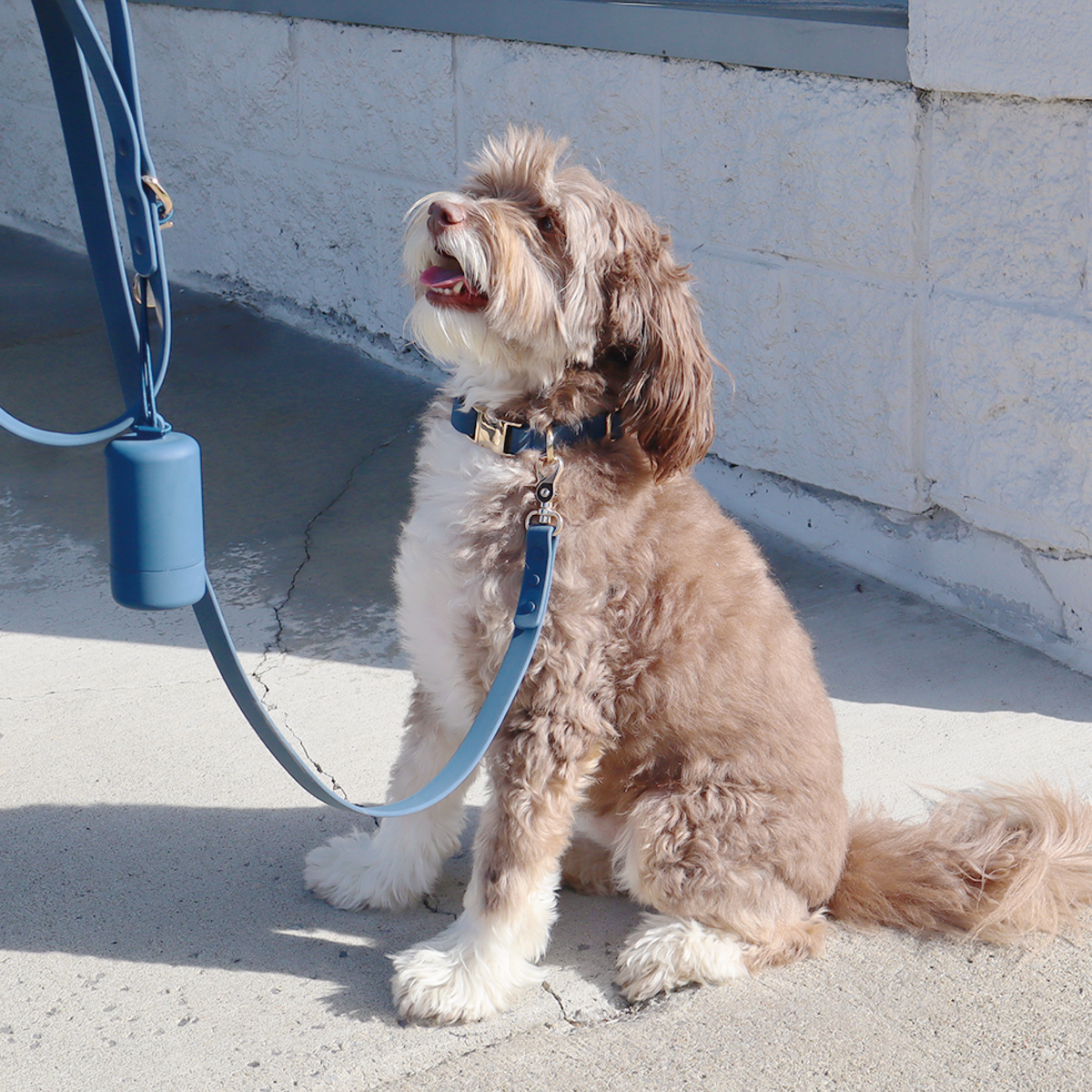 Waterproof Dog Collar | Black